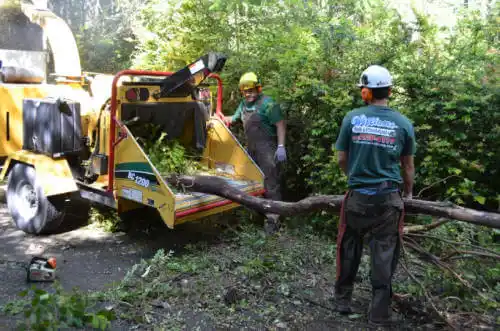 tree services St. Leo